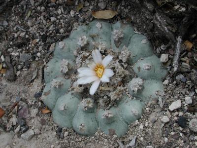 Lophophora williamsii. Wirikuta.